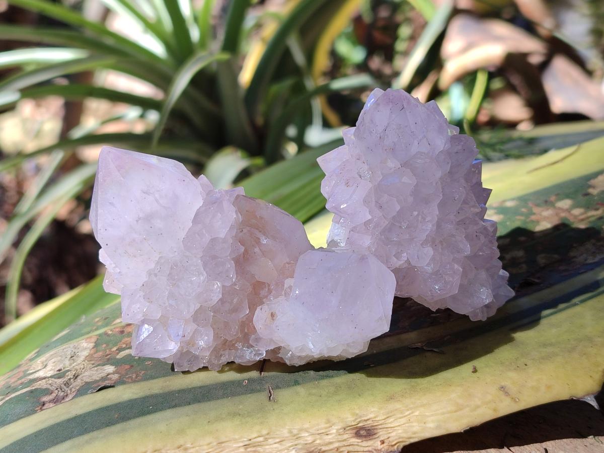 Natural Cactus Flower Pale Lilac Spirit Amethyst Clusters x 12 From South Africa - Toprock Gemstones and Minerals 