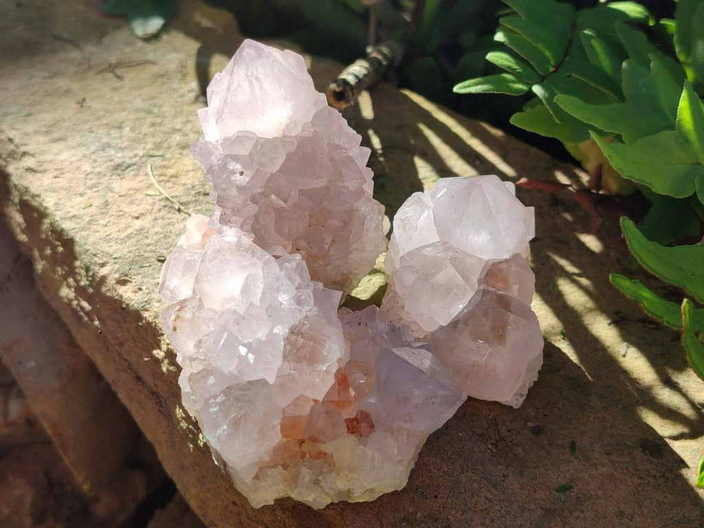 Natural Cactus Flower Pale Lilac Spirit Amethyst Clusters x 12 From South Africa - Toprock Gemstones and Minerals 
