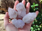 Natural Cactus Flower Pale Lilac Spirit Amethyst Clusters x 12 From South Africa - Toprock Gemstones and Minerals 
