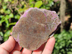 Polished One Side Stichtite Slices x 12 From Barberton, South Africa - Toprock Gemstones and Minerals 