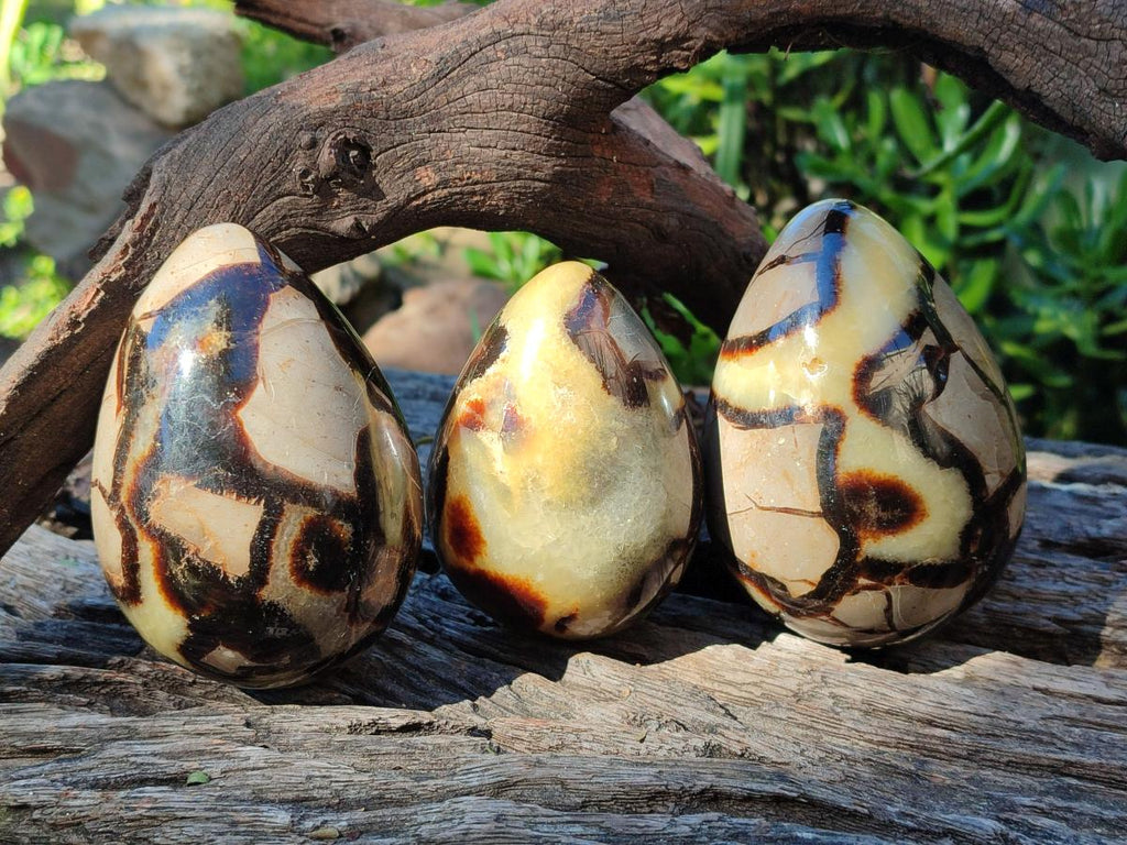 Polished Septerye Eggs x 3 From Mahajanga, Madagascar - Toprock Gemstones and Minerals 