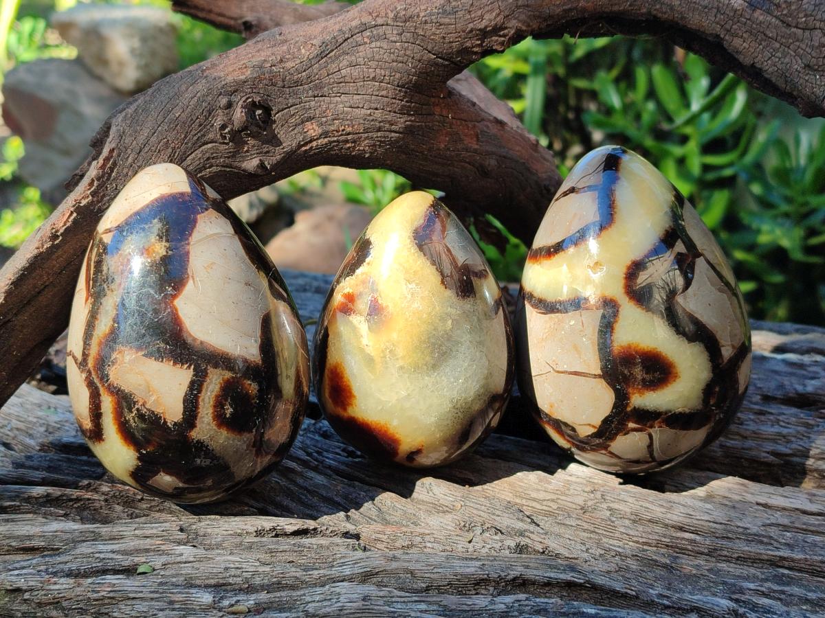 Polished Septerye Eggs x 3 From Mahajanga, Madagascar - Toprock Gemstones and Minerals 