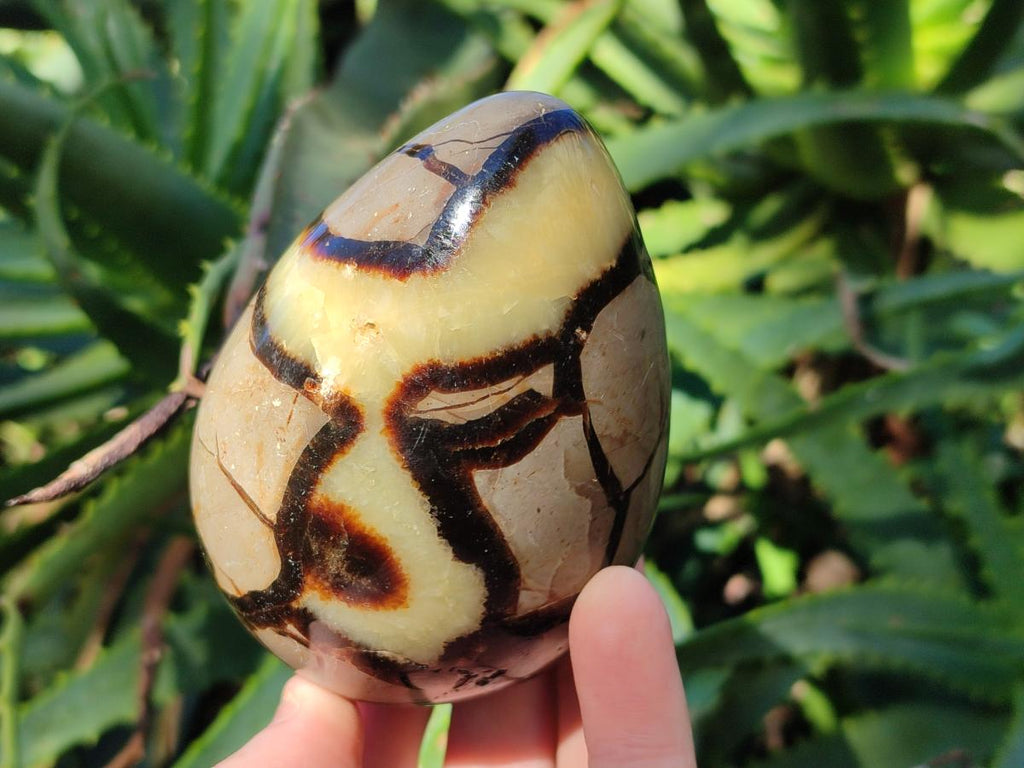 Polished Septerye Eggs x 3 From Mahajanga, Madagascar - Toprock Gemstones and Minerals 