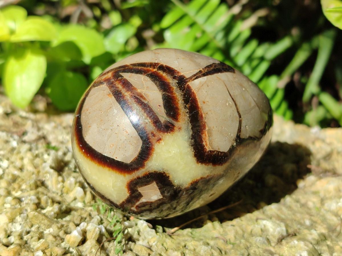 Polished Septerye Eggs x 3 From Mahajanga, Madagascar - Toprock Gemstones and Minerals 
