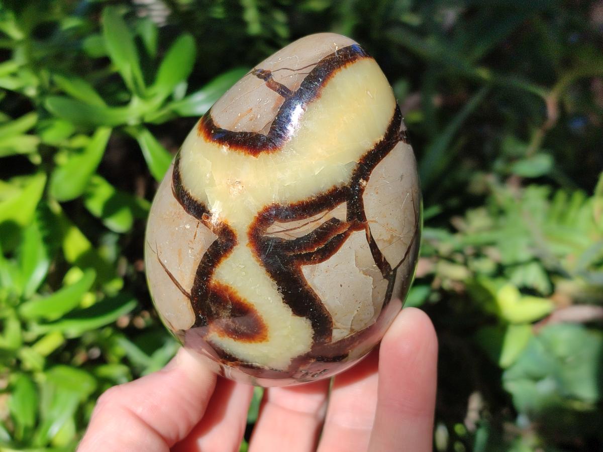Polished Septerye Eggs x 3 From Mahajanga, Madagascar - Toprock Gemstones and Minerals 