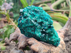 Natural Dioptase on Dolomite Specimens x 2 From Likasi, Congo - Toprock Gemstones and Minerals 