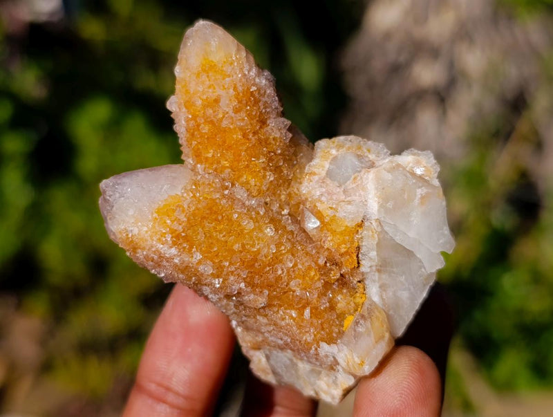Natural Spirit Ametrine Crystals and Clusters x 63 From Boekenhouthoek, South Africa - Toprock Gemstones and Minerals 
