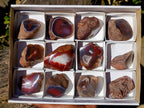 Polished One Side Red Shashe River Agate Nodules x 12 From Shashe River, Zimbabwe - Toprock Gemstones and Minerals 