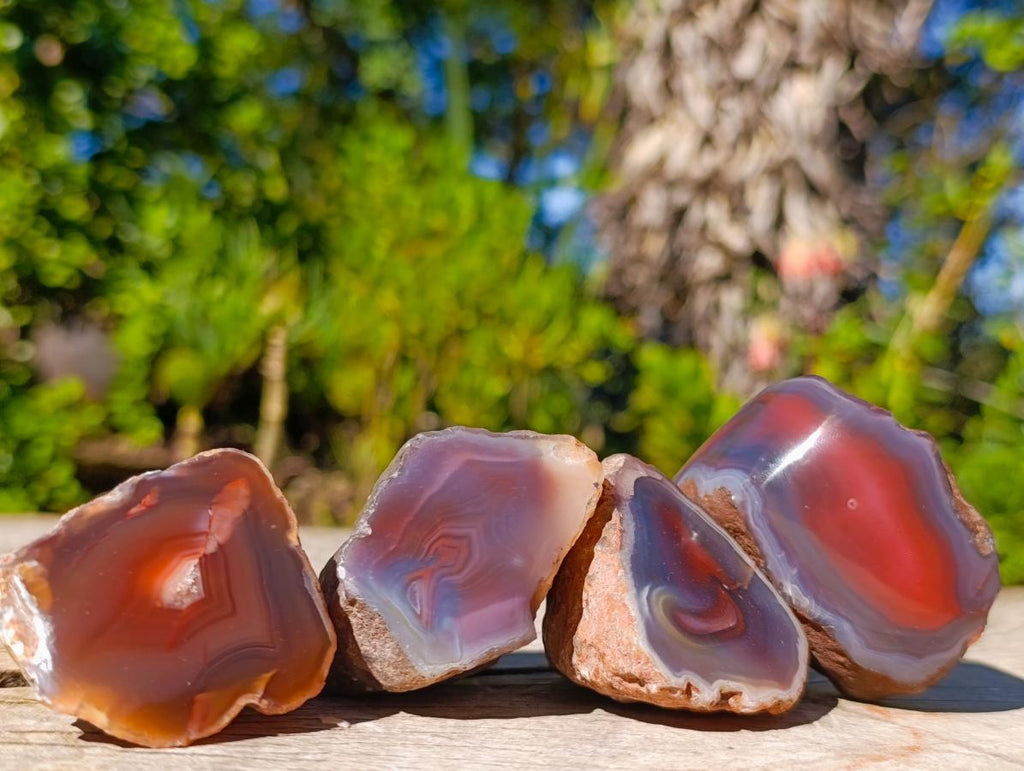 Polished One Side Red Shashe River Agate Nodules x 12 From Shashe River, Zimbabwe - Toprock Gemstones and Minerals 