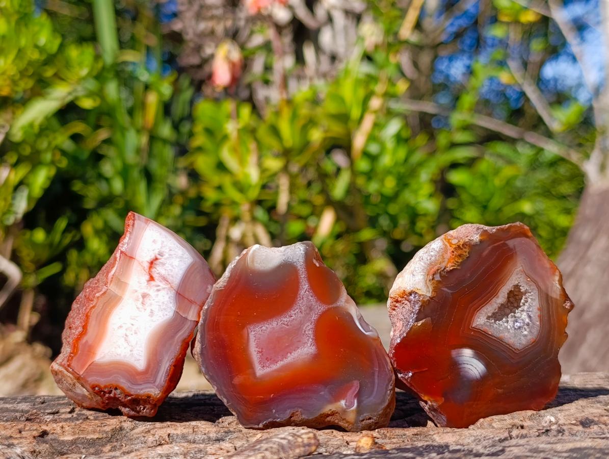 Polished One Side Red Shashe River Agate Nodules x 12 From Shashe River, Zimbabwe - Toprock Gemstones and Minerals 