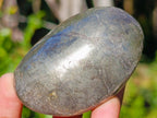 Polished Basalt Pharaoh Stone Galets x 12 From Iron Duke Mine, Zimbabwe - Toprock Gemstones and Minerals 