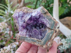 Natural Amethyst Agate Geodes x 4 From Zululand, South Africa - Toprock Gemstones and Minerals 