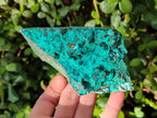 Natural Bright Blue Silica Chrysocolla Specimens x 8 From Kulukuluku, Congo - Toprock Gemstones and Minerals 