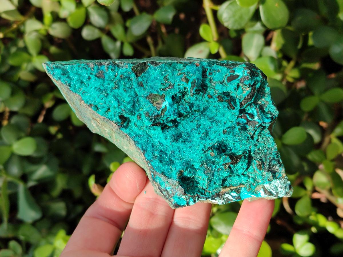 Natural Bright Blue Silica Chrysocolla Specimens x 8 From Kulukuluku, Congo - Toprock Gemstones and Minerals 
