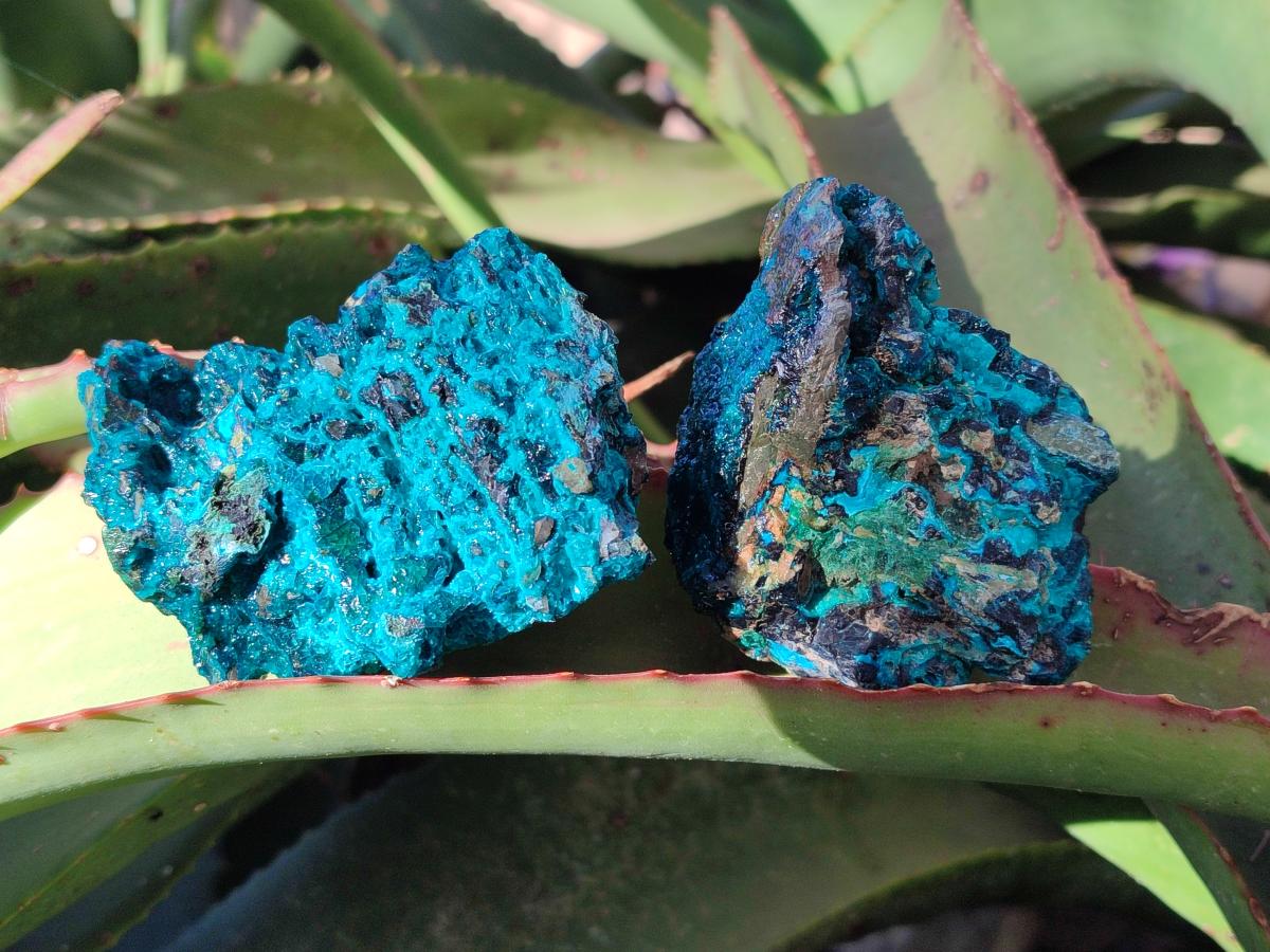 Natural Bright Blue Silica Chrysocolla Specimens x 8 From Kulukuluku, Congo - Toprock Gemstones and Minerals 