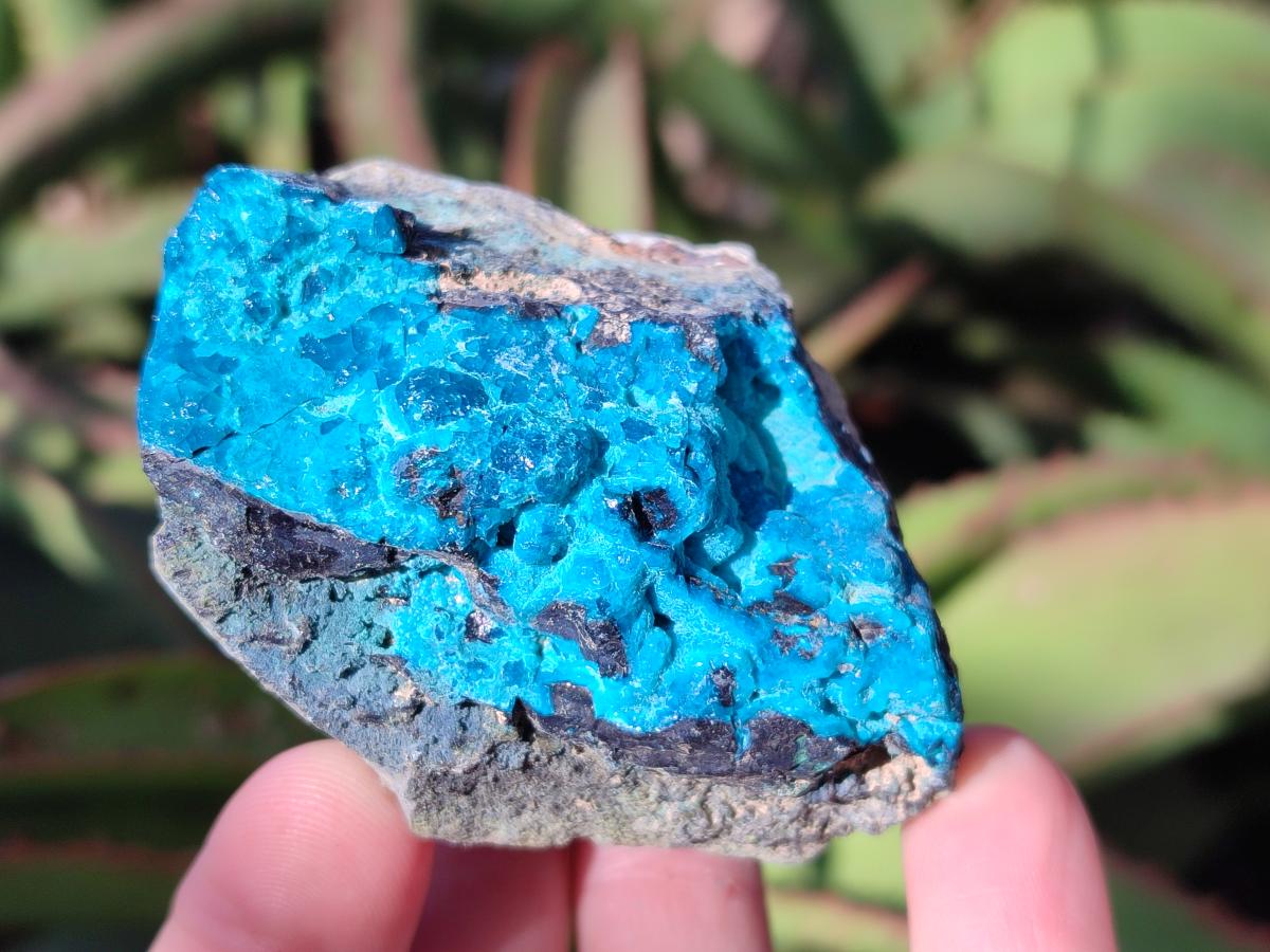 Natural Bright Blue Silica Chrysocolla Specimens x 8 From Kulukuluku, Congo - Toprock Gemstones and Minerals 