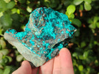 Natural Bright Blue Silica Chrysocolla Specimens x 8 From Kulukuluku, Congo - Toprock Gemstones and Minerals 