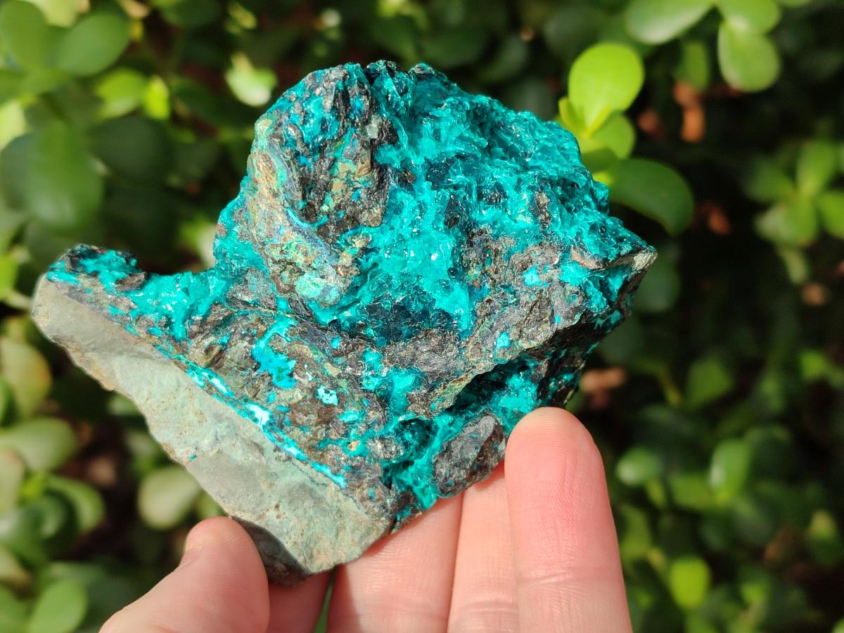 Natural Bright Blue Silica Chrysocolla Specimens x 8 From Kulukuluku, Congo - Toprock Gemstones and Minerals 