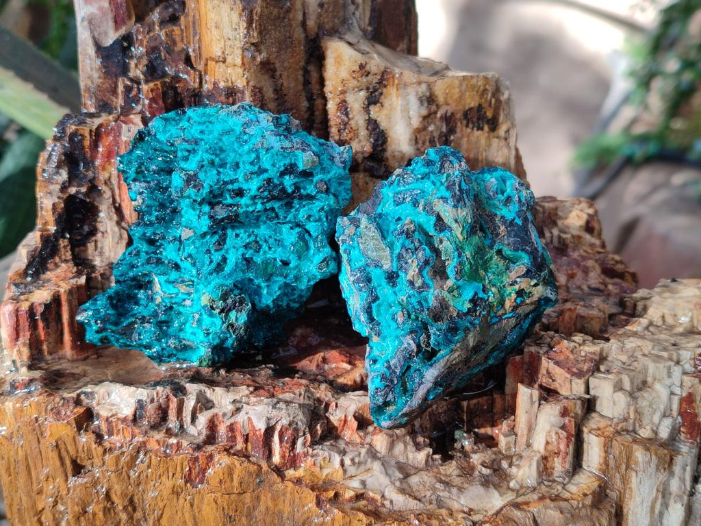 Natural Bright Blue Silica Chrysocolla Specimens x 8 From Kulukuluku, Congo - Toprock Gemstones and Minerals 