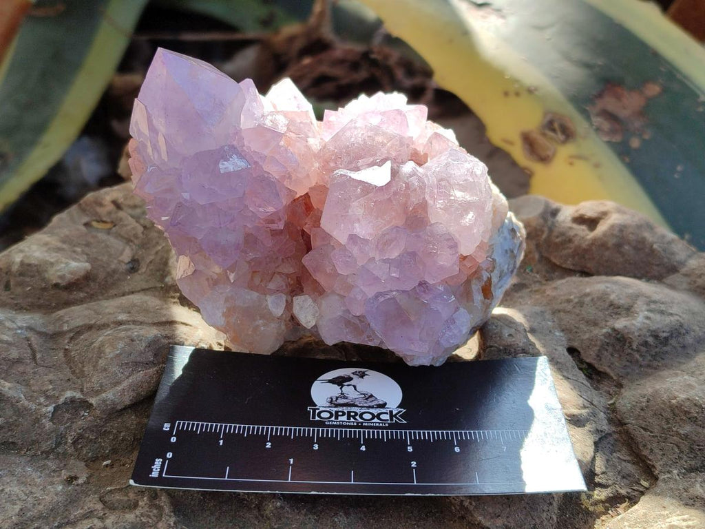 Natural Cactus Flower Spirit Amethyst Clusters x 2 From South Africa - Toprock Gemstones and Minerals 