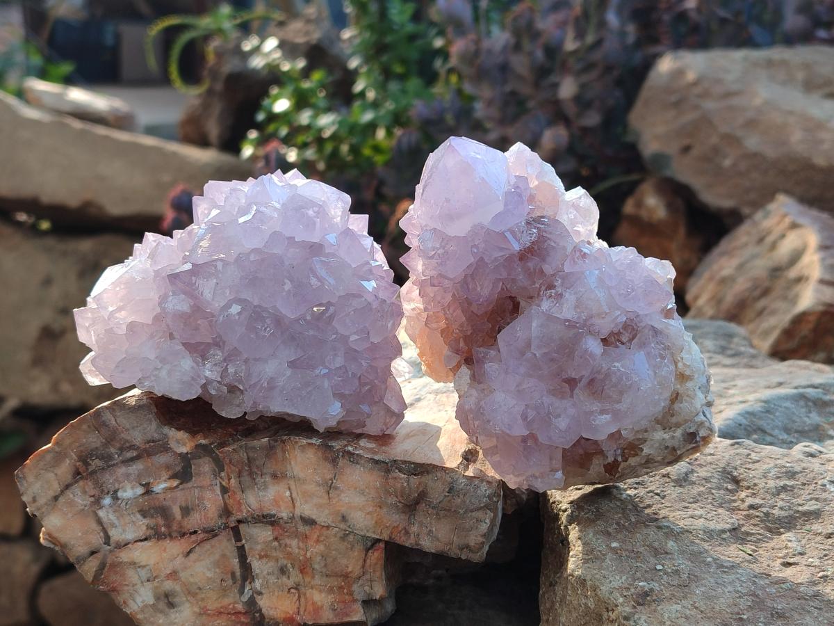 Natural Cactus Flower Spirit Amethyst Clusters x 2 From South Africa - Toprock Gemstones and Minerals 