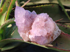 Natural Cactus Flower Spirit Amethyst Clusters x 2 From South Africa - Toprock Gemstones and Minerals 
