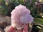 Natural Cactus Flower Spirit Amethyst Clusters x 2 From South Africa - Toprock Gemstones and Minerals 