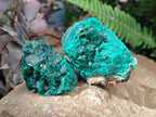 Natural Dioptase on Dolomite Specimens x 6 From Likasi, Congo - Toprock Gemstones and Minerals 