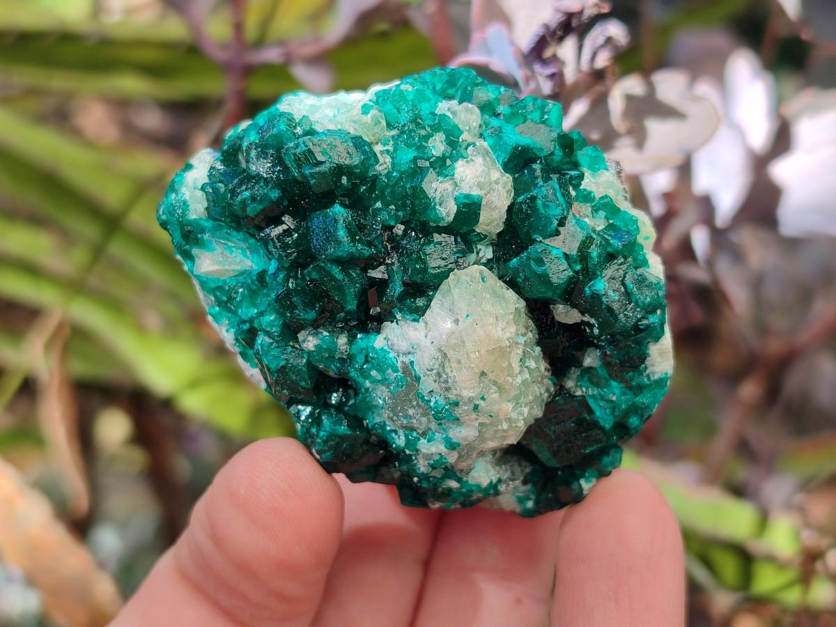 Natural Dioptase on Dolomite Specimens x 6 From Likasi, Congo - Toprock Gemstones and Minerals 