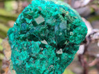 Natural Dioptase on Dolomite Specimens x 6 From Likasi, Congo - Toprock Gemstones and Minerals 