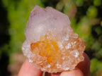 Natural Spirit Amethyst Single Crystals x 35 From Boekenhouthoek, South Africa - Toprock Gemstones and Minerals 