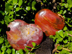 Polished Red Podocarpus Petrified Wood Hearts x 2 From Mahajanga, Madagascar - Toprock Gemstones and Minerals 
