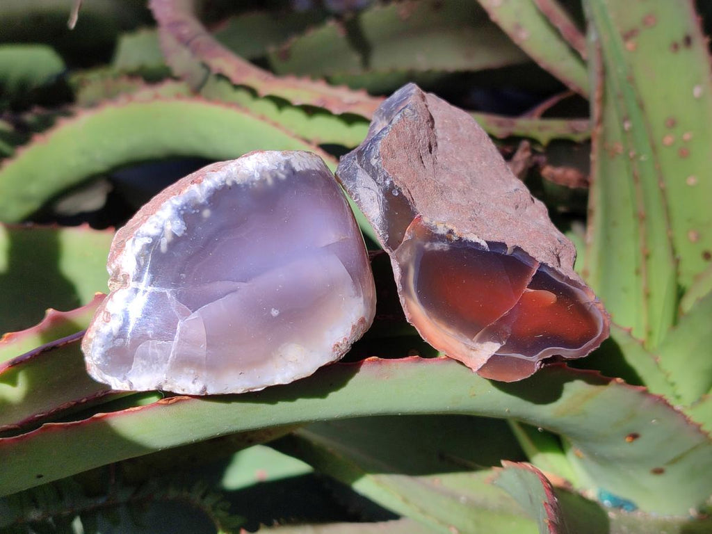 Polished One Side Red Shashe River Agate Nodules x 24 From Shashe River, Zimbabwe - Toprock Gemstones and Minerals 