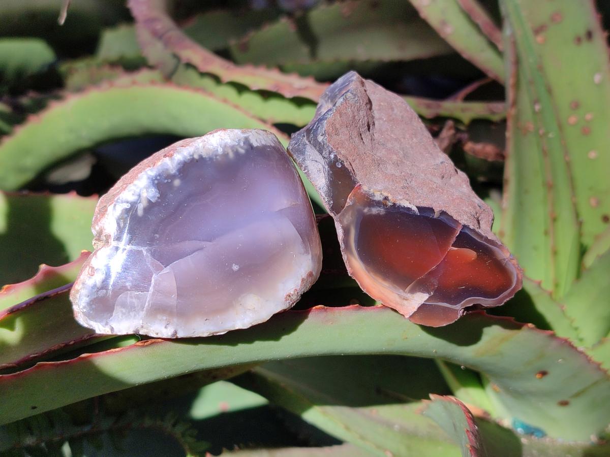 Polished One Side Red Shashe River Agate Nodules x 24 From Shashe River, Zimbabwe - Toprock Gemstones and Minerals 