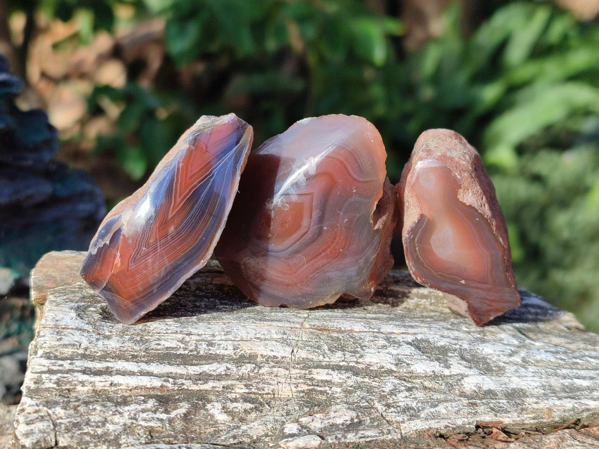 Polished One Side Red Shashe River Agate Nodules x 24 From Shashe River, Zimbabwe - Toprock Gemstones and Minerals 