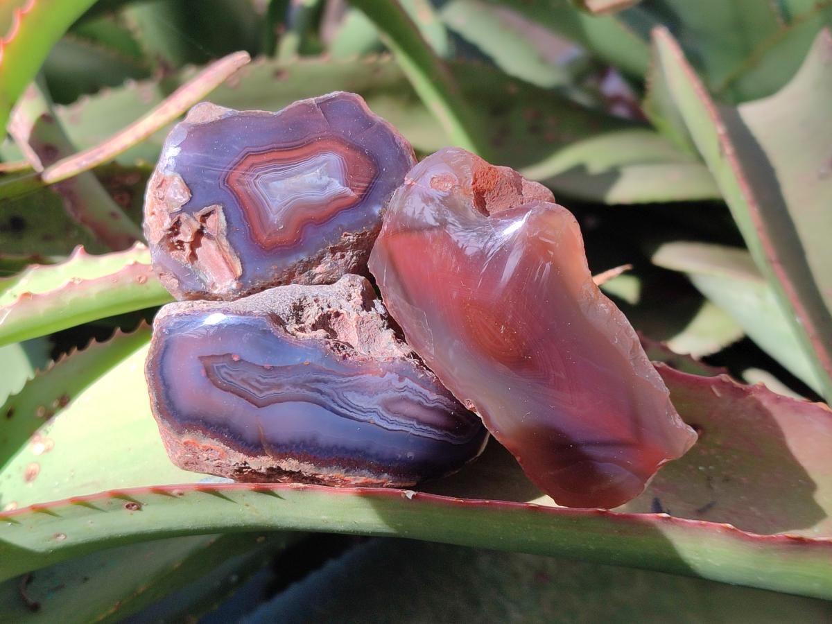 Polished One Side Red Shashe River Agate Nodules x 24 From Shashe River, Zimbabwe - Toprock Gemstones and Minerals 