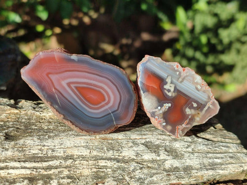 Polished One Side Red Shashe River Agate Nodules x 24 From Shashe River, Zimbabwe - Toprock Gemstones and Minerals 