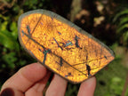 Polished Rare Purple Sunset Flash Labradorite Standing Display Pieces x 5 From Madagascar - Toprock Gemstones and Minerals 