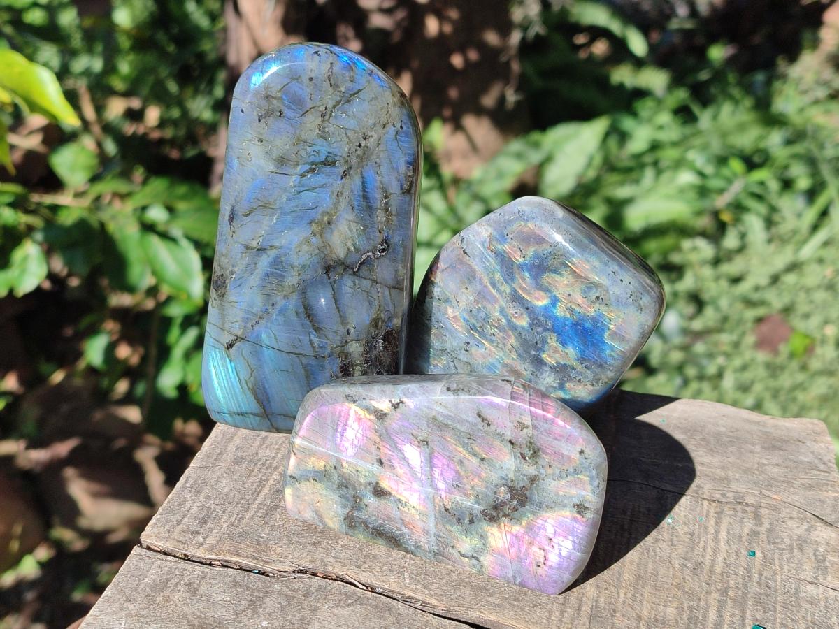Polished Rare Purple Sunset Flash Labradorite Standing Display Pieces x 5 From Madagascar - Toprock Gemstones and Minerals 