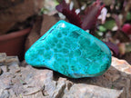 Polished Malacolla Free Forms x 12 From Kulukuluku, Congo - Toprock Gemstones and Minerals 