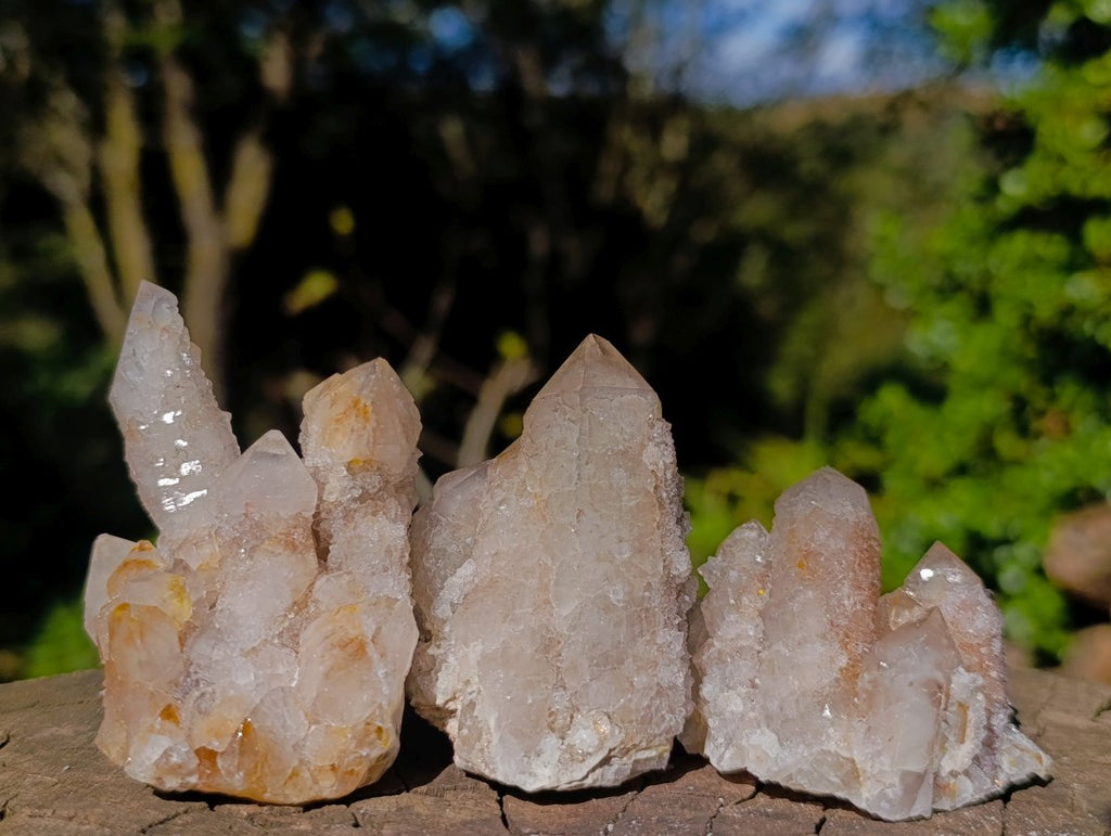 Natural Limonite Fairy Spirit Quartz Clusters x 12 From Boekenhouthoek, South Africa - Toprock Gemstones and Minerals 