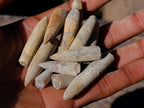 Natural Belemnite Rostrum Fossils x 2.4 Kg Lot From Madagascar - Toprock Gemstones and Minerals 