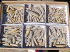 Natural Belemnite Rostrum Fossils x 2.4 Kg Lot From Madagascar - Toprock Gemstones and Minerals 