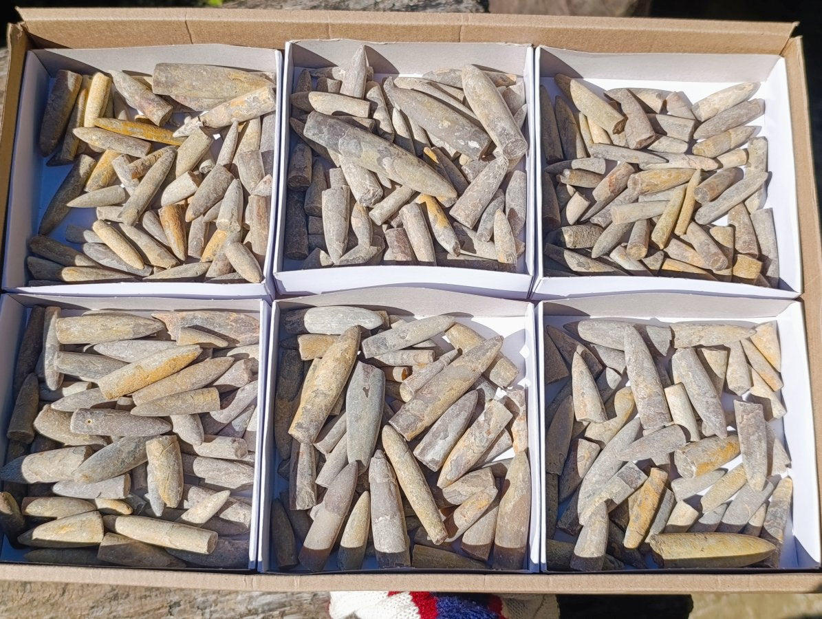 Natural Belemnite Rostrum Fossils x 2.4 Kg Lot From Madagascar - Toprock Gemstones and Minerals 