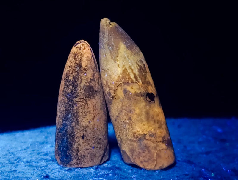 Natural Belemnite Rostrum Fossils x 2.4 Kg Lot From Madagascar - Toprock Gemstones and Minerals 