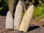 Natural Belemnite Rostrum Fossils x 2.4 Kg Lot From Madagascar - Toprock Gemstones and Minerals 