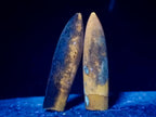 Natural Belemnite Rostrum Fossils x 2.4 Kg Lot From Madagascar - Toprock Gemstones and Minerals 