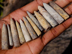 Natural Belemnite Rostrum Fossils x 2.4 Kg Lot From Madagascar - Toprock Gemstones and Minerals 