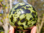 Polished Leopard Stone Spheres x 2 From Zimbabwe - Toprock Gemstones and Minerals 