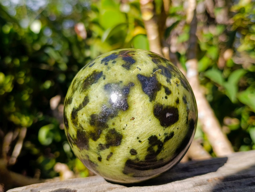 Polished Leopard Stone Spheres x 2 From Zimbabwe - Toprock Gemstones and Minerals 